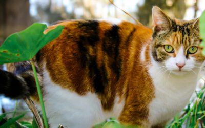 Top Urgent Care Diagnoses in Veterinary Medicine
