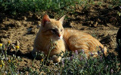 Why Preventative Wellness Care Matters for Your Pet
