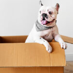 Essential Vaccines for Your Dog: A Comprehensive Guide for Pet Parents