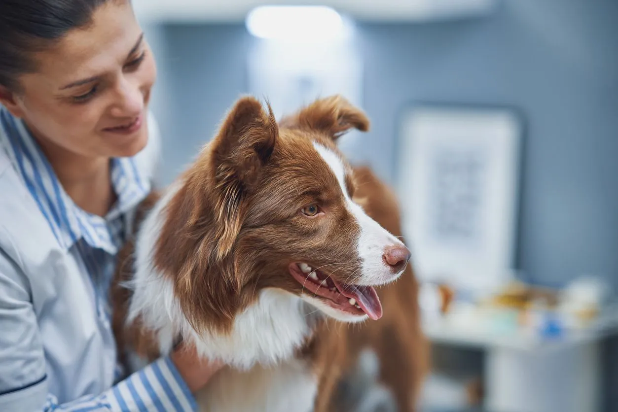 Dog eyes surgeries