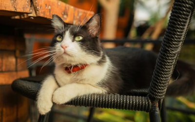 Understanding Pet Insurance: Is Trupanion Right for Your Pet?