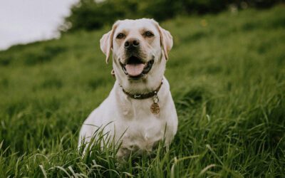 Common Household Toxins That Can Harm Your Pet