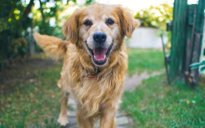 Pancreatitis in Pets: Symptoms, Causes, and Treatment