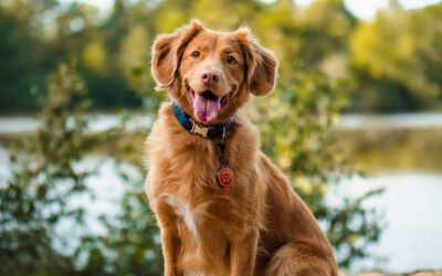 Reproductive Health in Pets: What Every Owner Should Know
