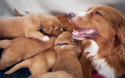 Why Professional Breeders in Texas Trust Veterinary-Assisted Artificial Insemination