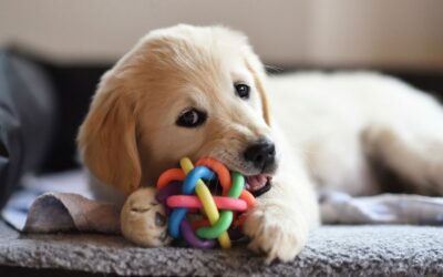 How Richmond, TX Breeders Can Improve Litter Size and Puppy Health